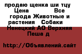 продаю щенка ши-тцу › Цена ­ 10 000 - Все города Животные и растения » Собаки   . Ненецкий АО,Верхняя Пеша д.